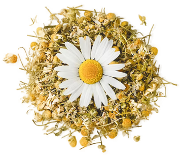 Cereza de café orgánico